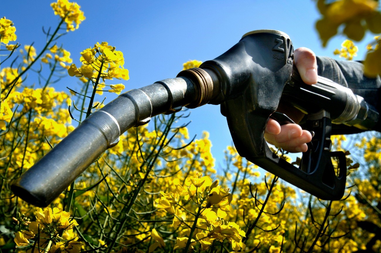 Biogoriva na bazi usjeva nisu rješenje; ona su veći problem nego što smo  mislili - Istraživanja @ Bug.hr