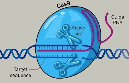 Nobelom ovjenčani „popravljač gena“ CRISPR/Cas9 ublažava simptome autizma u  miševa - Znanost @ Bug.hr
